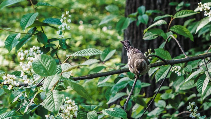 Bird perched on a branch with white flowers