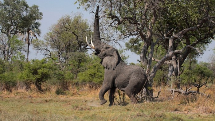African elephant reaching for tree leaves in savanna