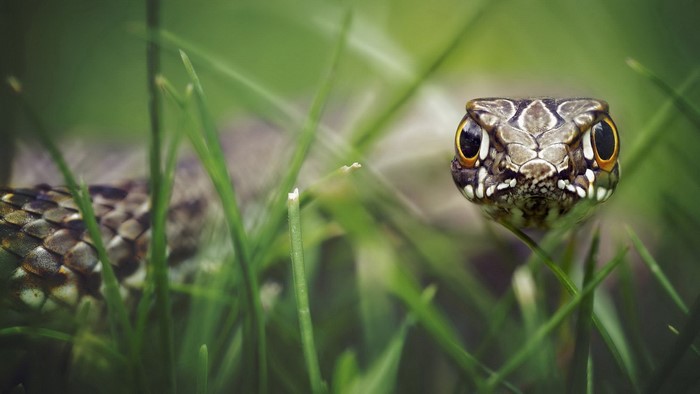 Close-up of a snake's head in green grass