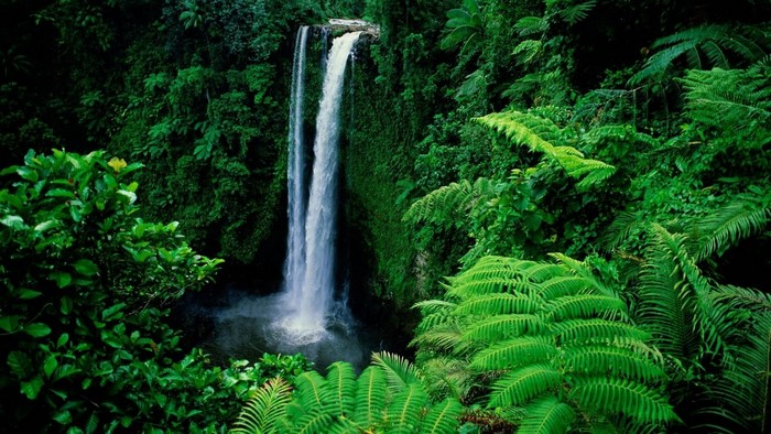 A tall waterfall cascades into a pool surrounded by dense jungle foliage.