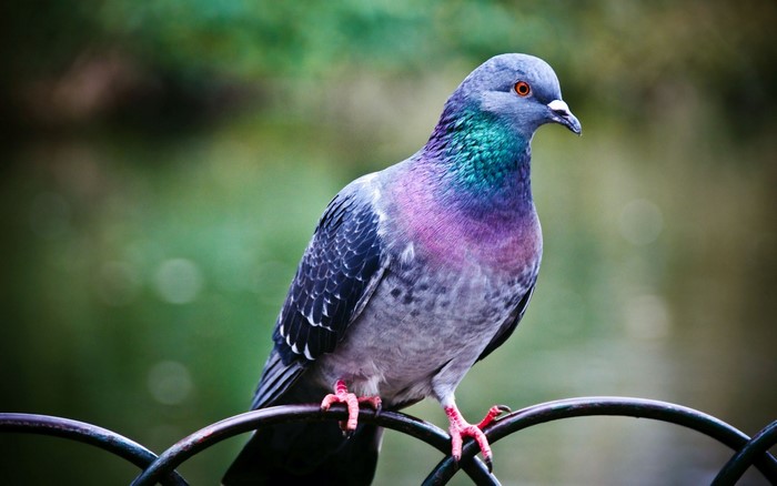 Close up of a pigeon perched on a fence