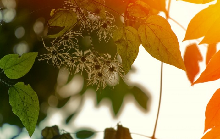 Autumn leaves and dried clematis flowers in sunlight