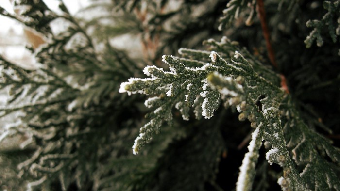 Close up of a frosted evergreen branch in winter