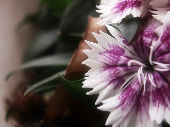 Close-up of purple and white dianthus flowers