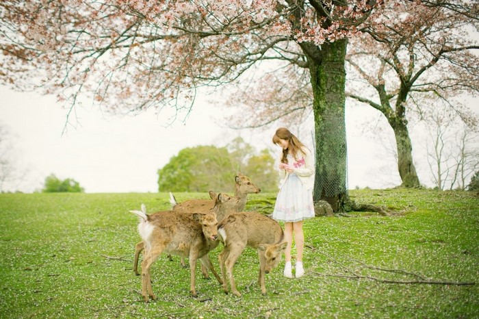 Yurisa Chan with deer under cherry blossom trees