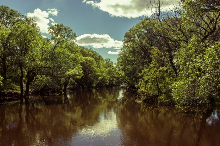 River flowing through a dense forest with reflections