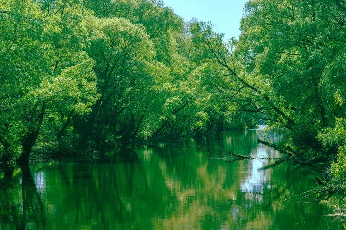 Green forest reflecting in a calm river