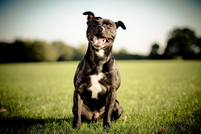 Happy black pit bull dog sitting in a grassy field
