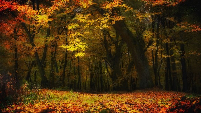 Autumn forest with fallen leaves and sunlight