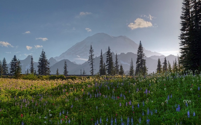 Wildflowers in front of Mount Rainier