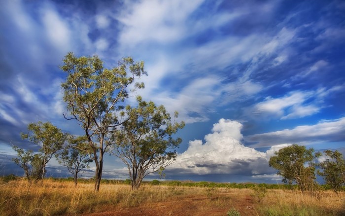 Trees in a dry grassland under a dramatic cloudy sky