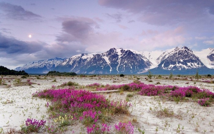 Snow-capped mountains over a plain with purple wildflowers