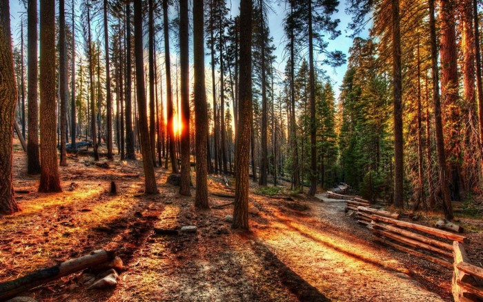 Sunlight filtering through a forest with a wooden fence