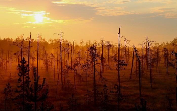 Sunrise over a misty forest with bare trees