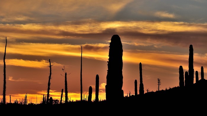 Silhouette of saguaro cacti against a sunset sky