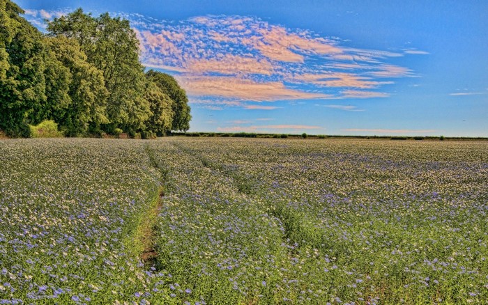 Field of wildflowers with trees and sky