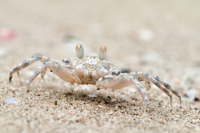 Sand bubbler crab on beach in Thailand