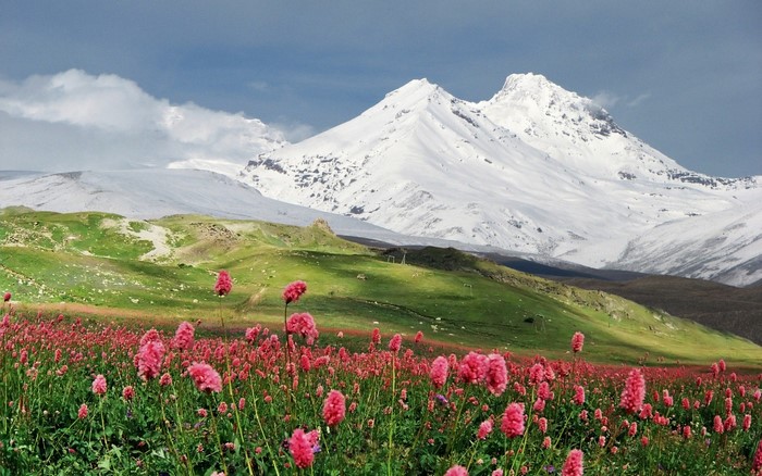 Field of pink wildflowers with snow-capped mountains
