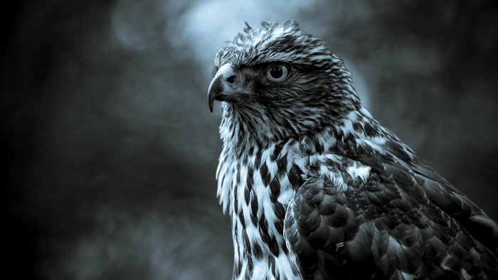 Close up of a hawk in monochrome
