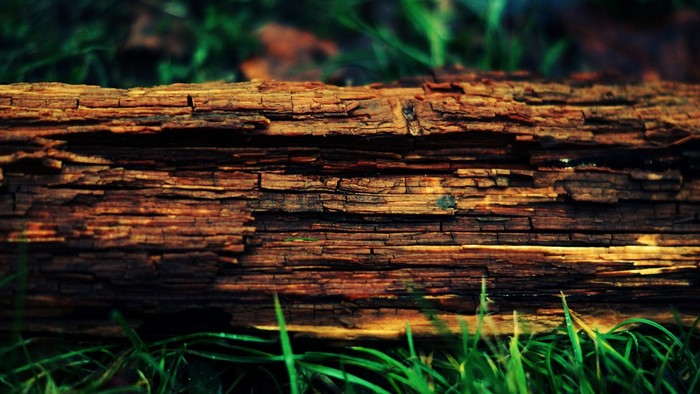 Close-up of weathered wood texture on the forest floor