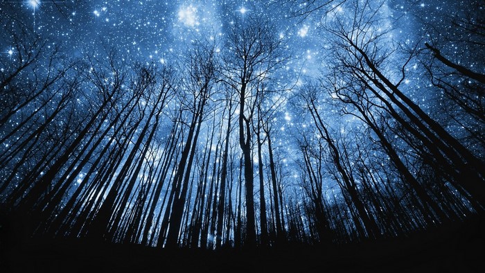 Bare trees against a starry night sky