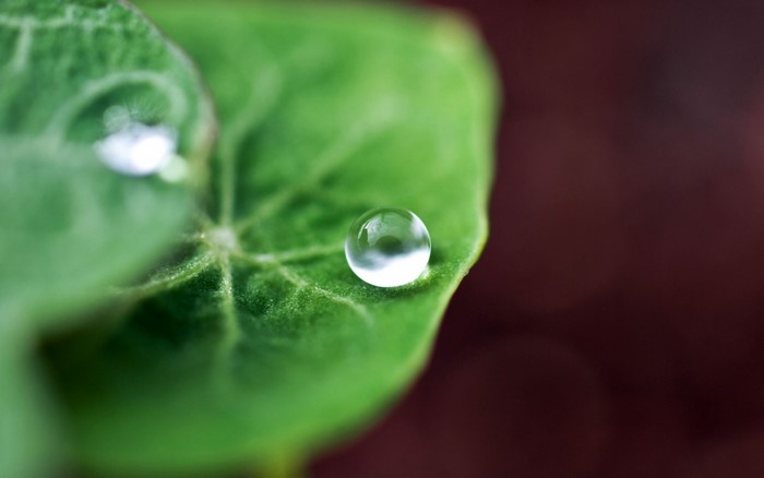 Close-up of a water drop on a green leaf