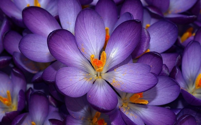 Close-up of purple crocus flowers with yellow stamens
