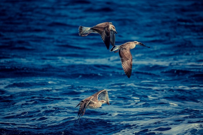 Three seagulls flying over the ocean