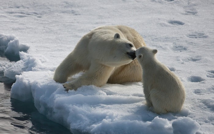 Polar bear mother and cub on ice floe
