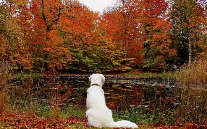 White dog sitting by a pond in autumn forest