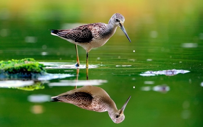A sandpiper bird stands in shallow green water with its reflection