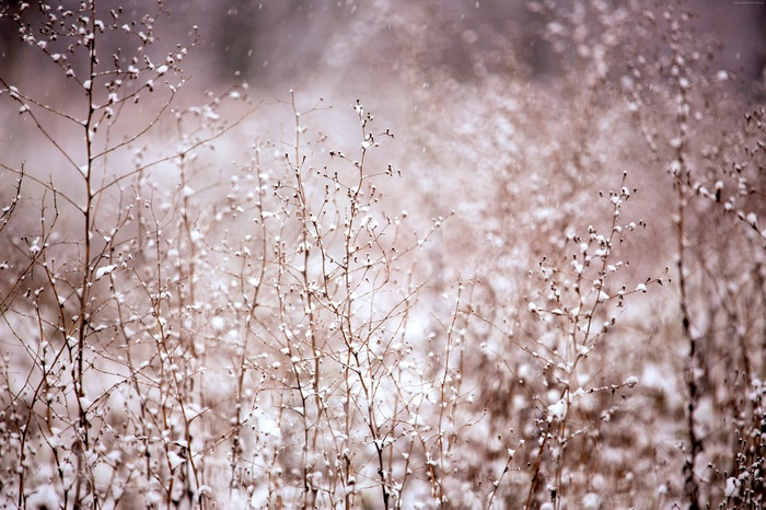 Snowy meadow with dry plants