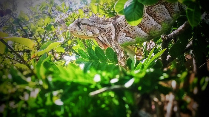 Iguana perched on a tree branch surrounded by green leaves