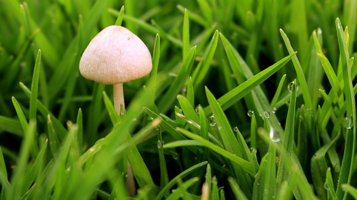 Mushroom in green grass with water droplets