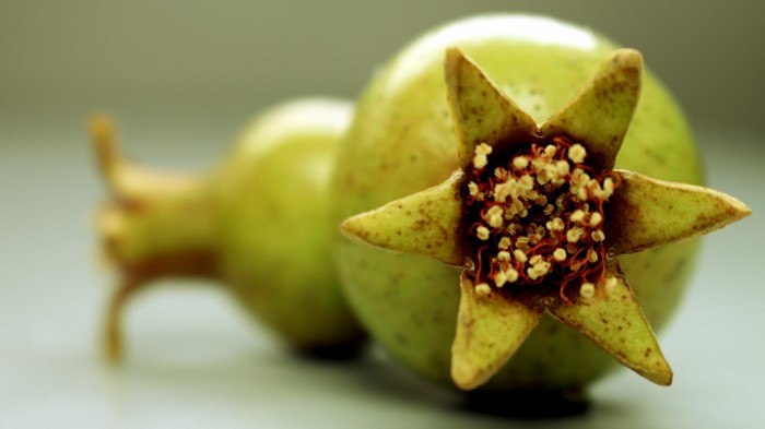 Close up of two unripe pomegranates