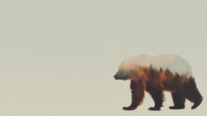 Double exposure of a grizzly bear and a forest