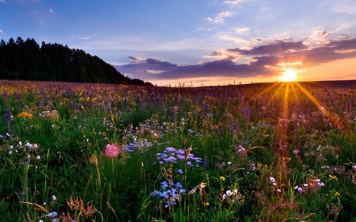 Wildflower meadow at sunset with forest