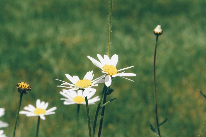 Close-up of white daisies with yellow centers in a green field