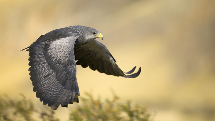 Black-chested buzzard-eagle in flight