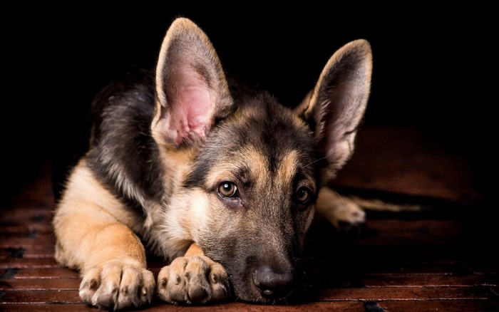 German Shepherd puppy lying down