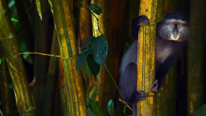 Blue Monkey in Bamboo Forest