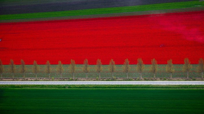 Aerial view of red tulip fields and green fields with trees