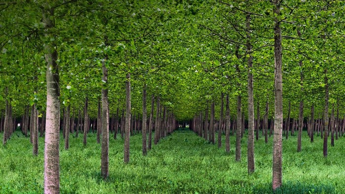 A dense forest plantation with green grass and tall trees.