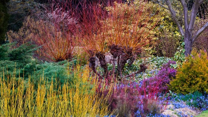 Colorful winter garden with red and yellow dogwood branches