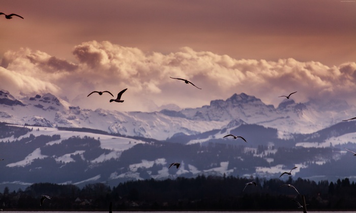 Seagulls flying over snow-capped mountains in Switzerland