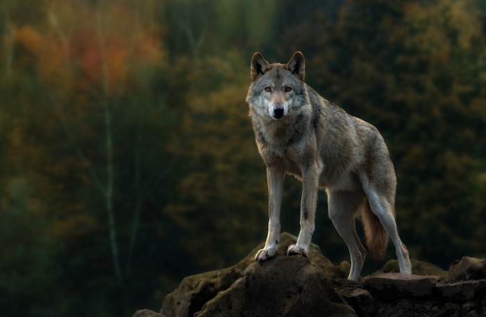 Wolf standing on rocks in a forest