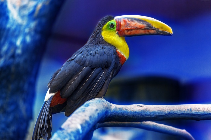 cute animals, Toucan, bird