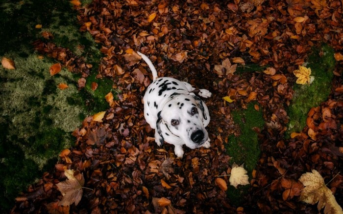 Dalmatian dog sitting on autumn leaves