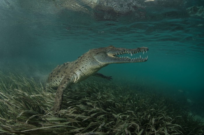 Crocodile swimming in shallow water with seagrass