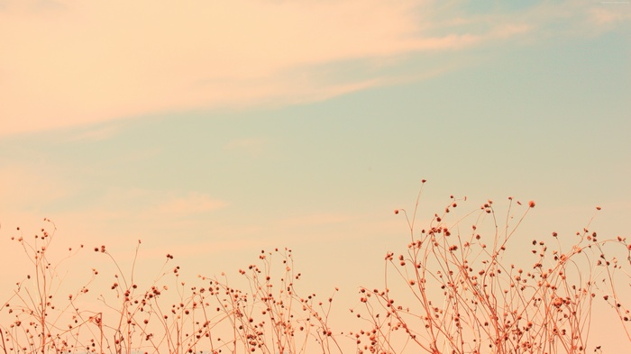 Dried wildflowers against a pastel sky